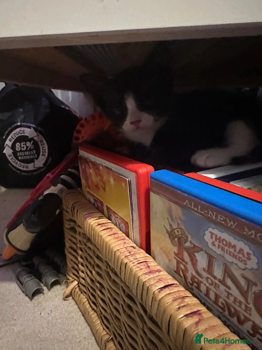 British Shorthair cats for sale: Kittens for sale  - Advert 2