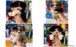 Australian Shepherd dogs for sale: 3 remaining- Beautiful Australian Shepherds  - Image 1