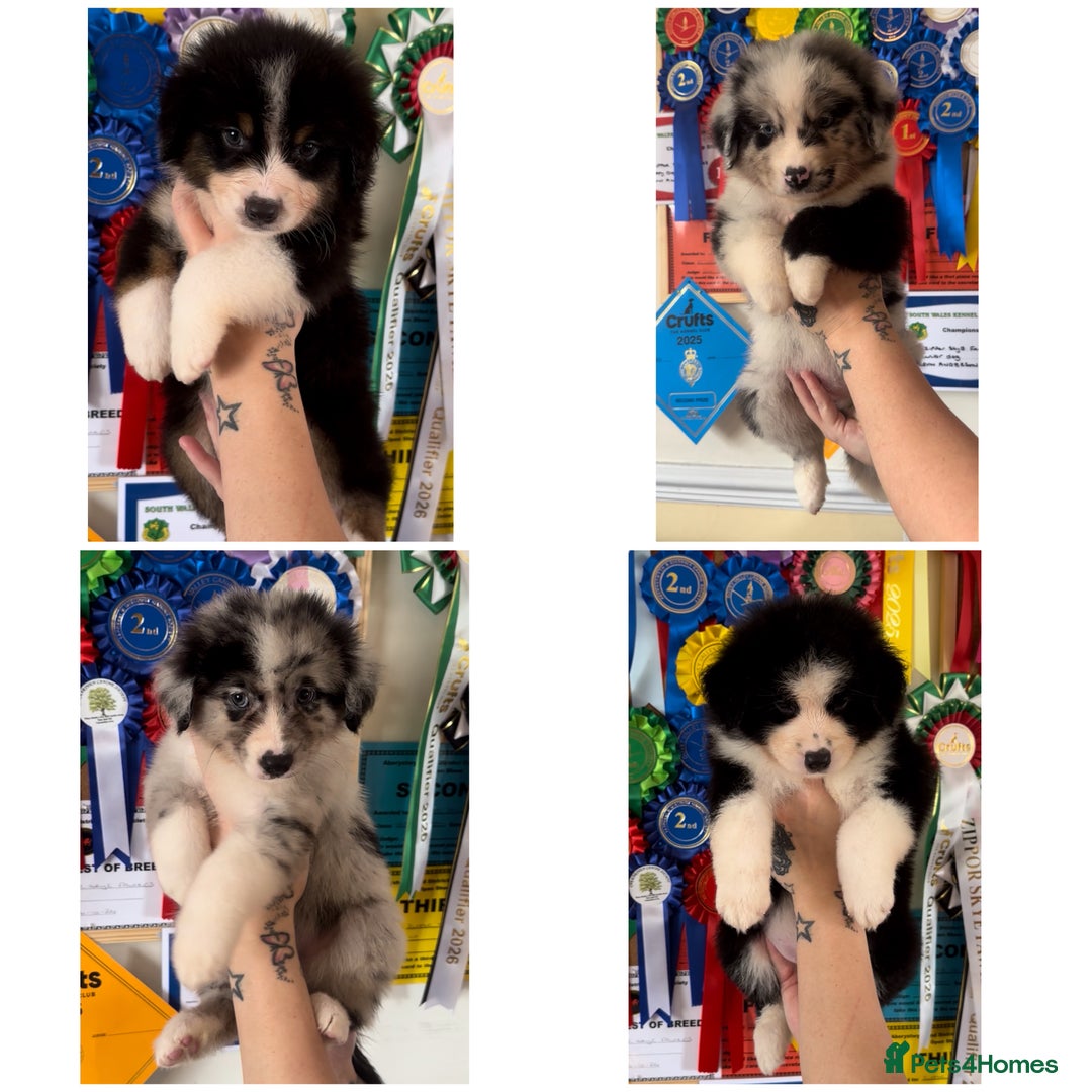 Australian Shepherd dogs for sale: 3 remaining- Beautiful Australian Shepherds  - Image 1