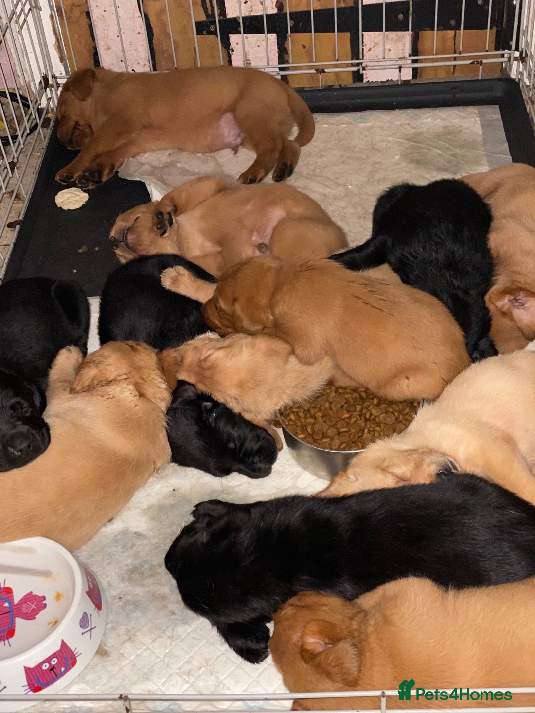Labrador Retriever dogs for sale: Kc reg Labrador puppies injections flea worm chip - Image 7