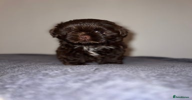 Shih Tzu dogs - Advert 9