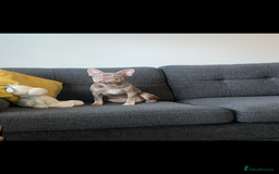 French Bulldog dogs for sale: New shade Isabella female 6month old - Image 2