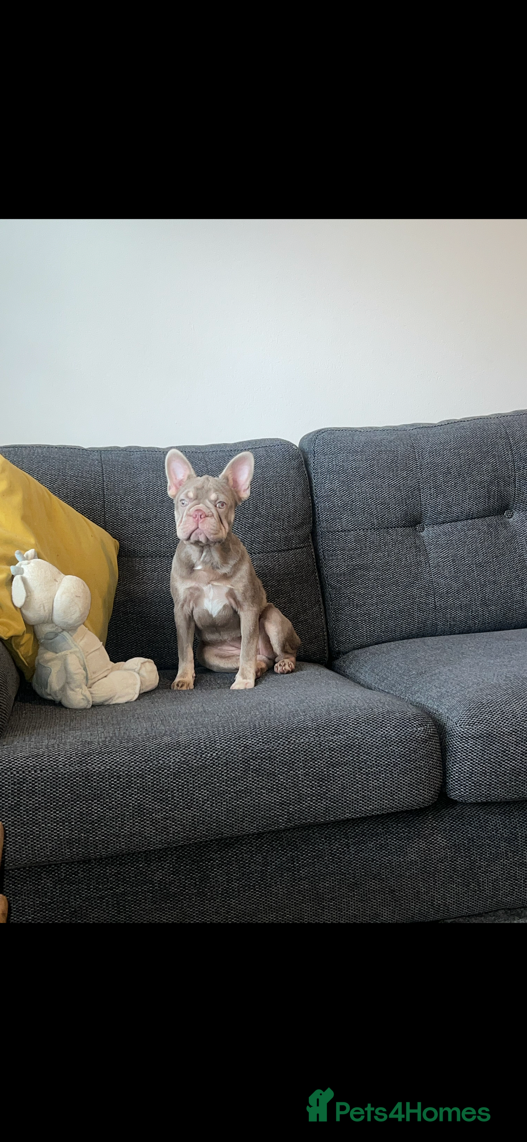 French Bulldog dogs for sale: New shade Isabella female 6month old - Image 2