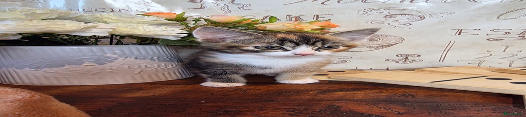 Tri colour tabby girl