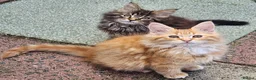 Maine Coon cats for sale: Maine Coons Ready Now!! 4 male 1 female  - Advert 33
