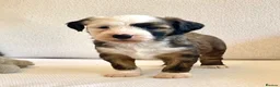 Tibetan Terrier dogs for sale: Beautiful Kc Registered Tibetan Terrier Puppies - Advert 15