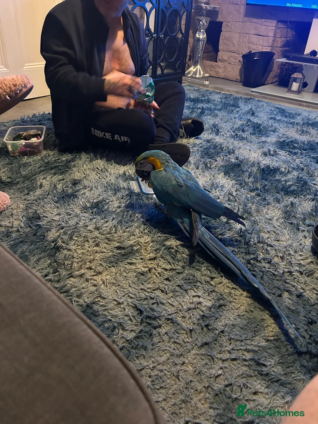 Macaws birds for sale: Macaws  - Advert 9