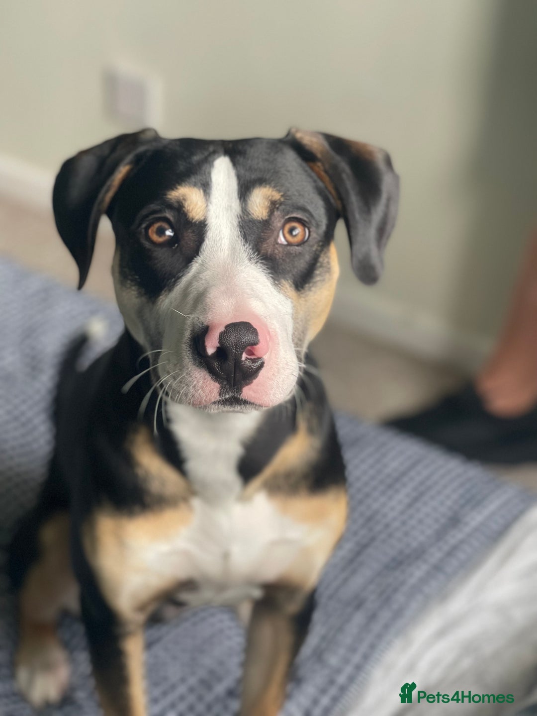 Mixed Breed dogs for sale: Beautiful boy Jax  - Image 4