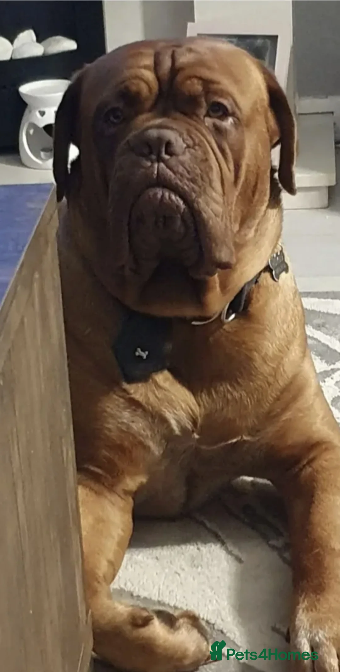 Dogue De Bordeaux dogs for stud: Big Dougie - Advert 3