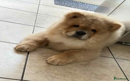 Chow Chow dogs for sale: Stunning fawn male chow chow - Image 1