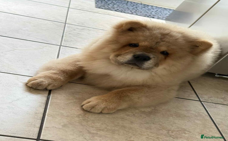 Chow Chow dogs - Advert 1