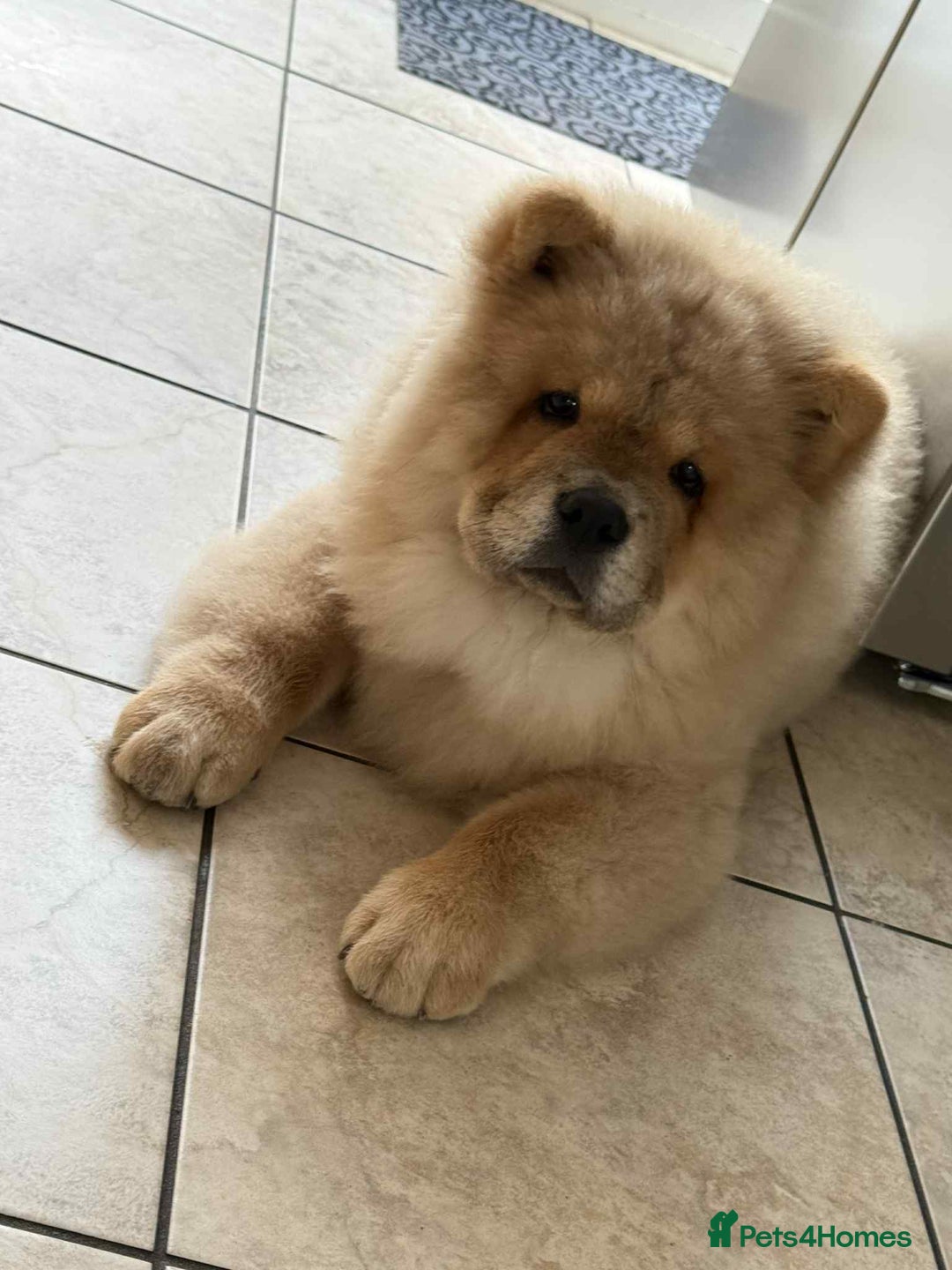 Chow Chow dogs for sale: Stunning fawn male chow chow - Image 1