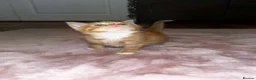 Mixed Breed cats for sale: Beautiful kittens for sale  in Stoke-on-Trent - Advert 11