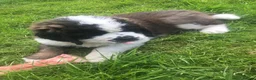 Saint Bernard dogs for sale: Rough Coated Pure St. Bernard  pups - Advert 4