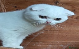 Scottish Fold cats for sale: Gorgeous kittens - Image 5