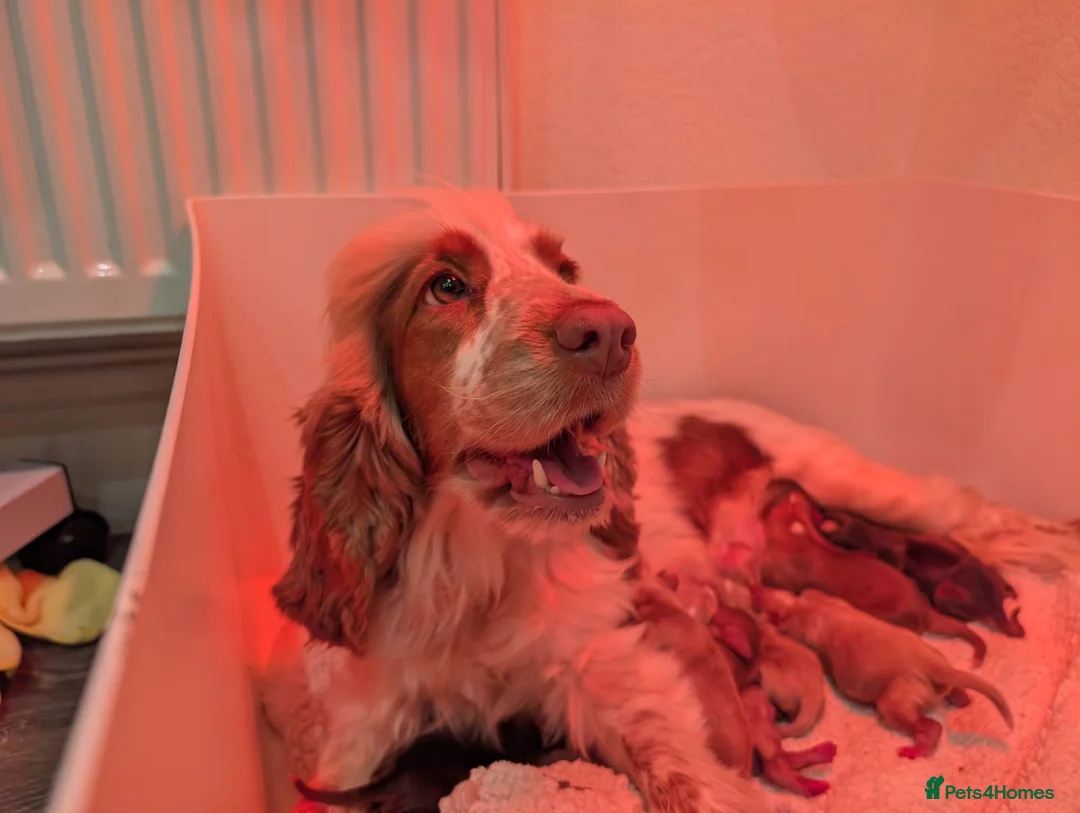 Cockapoo dogs for sale: F1 Cute Fluffy Pups ready to Go Home  - Advert 27