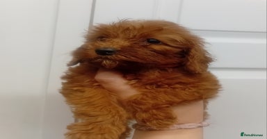 Cockapoo dogs - Advert 3