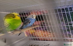Budgerigars birds for sale: Blackwing and split bf - Image 2