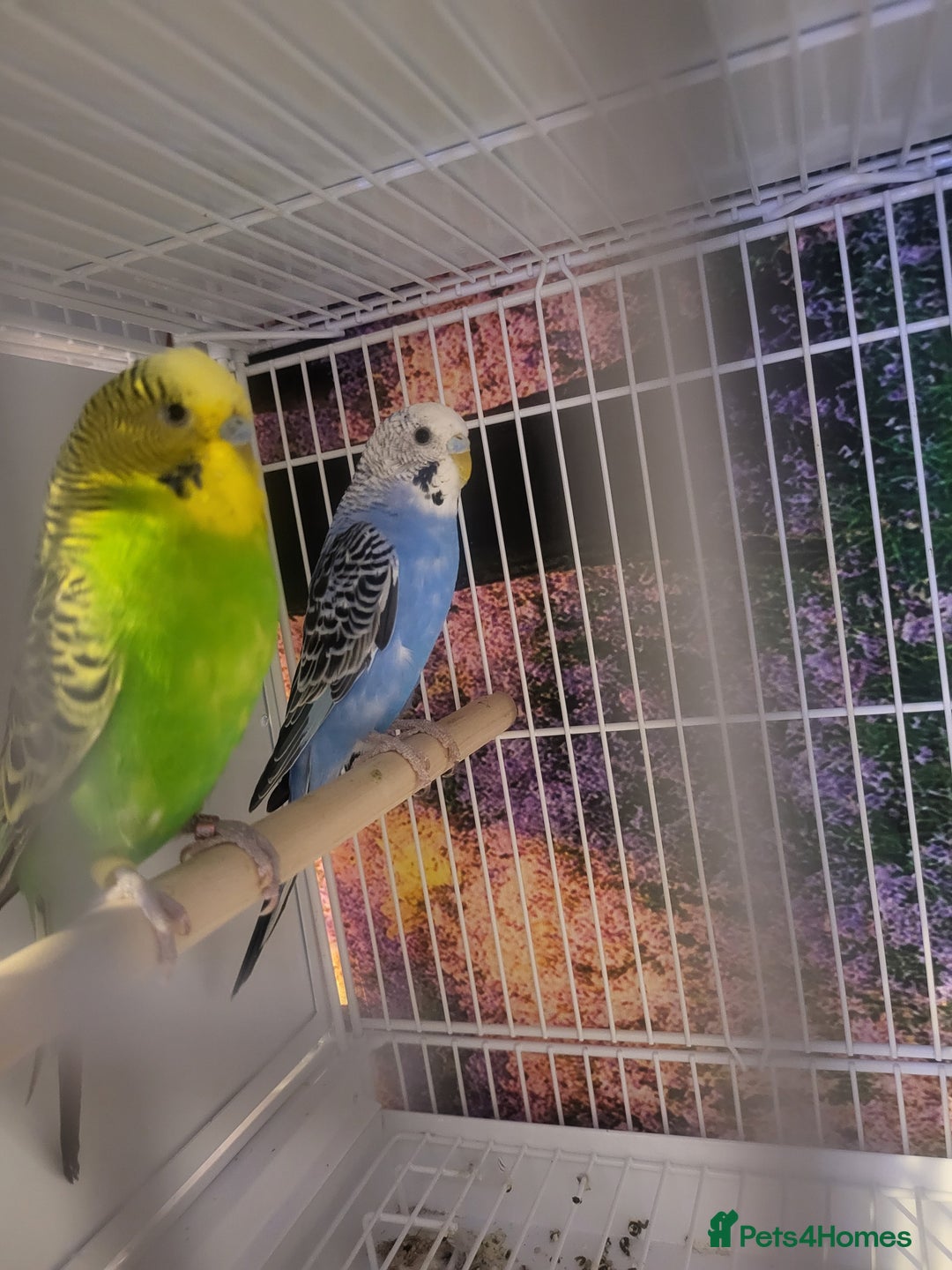 Budgerigars birds for sale: Blackwing and split bf - Image 2
