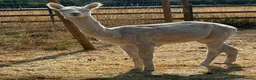 Alpaca livestock for sale: Two boys alpacas  - Advert 3