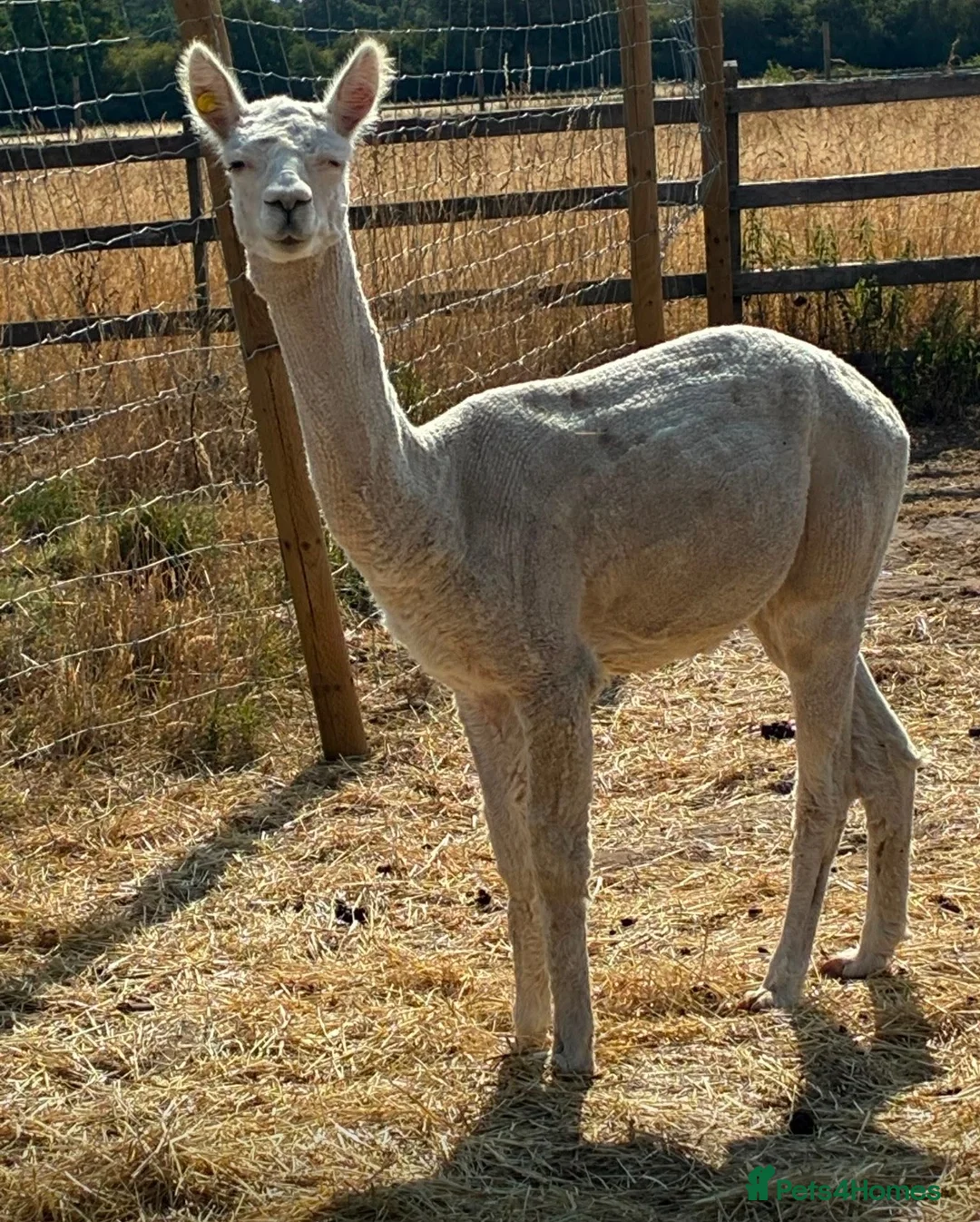 Alpaca livestock for sale: Two boys alpacas  - Advert 3