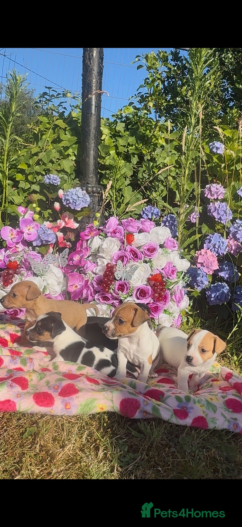 Jack Russell dogs Tri coloured jack Russell pups  - Advert 2