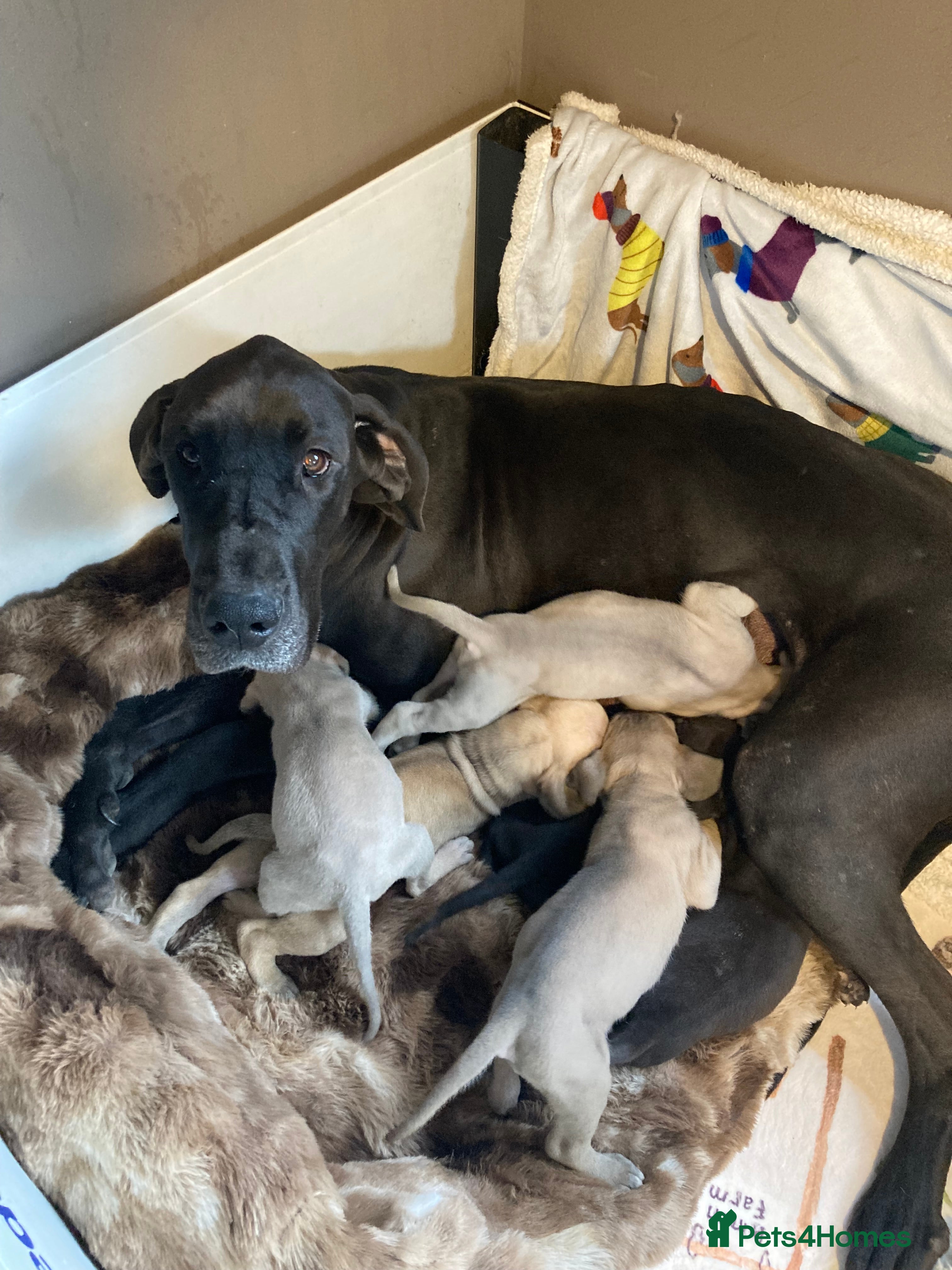 Great Dane dogs Great Dane puppies - Advert 1
