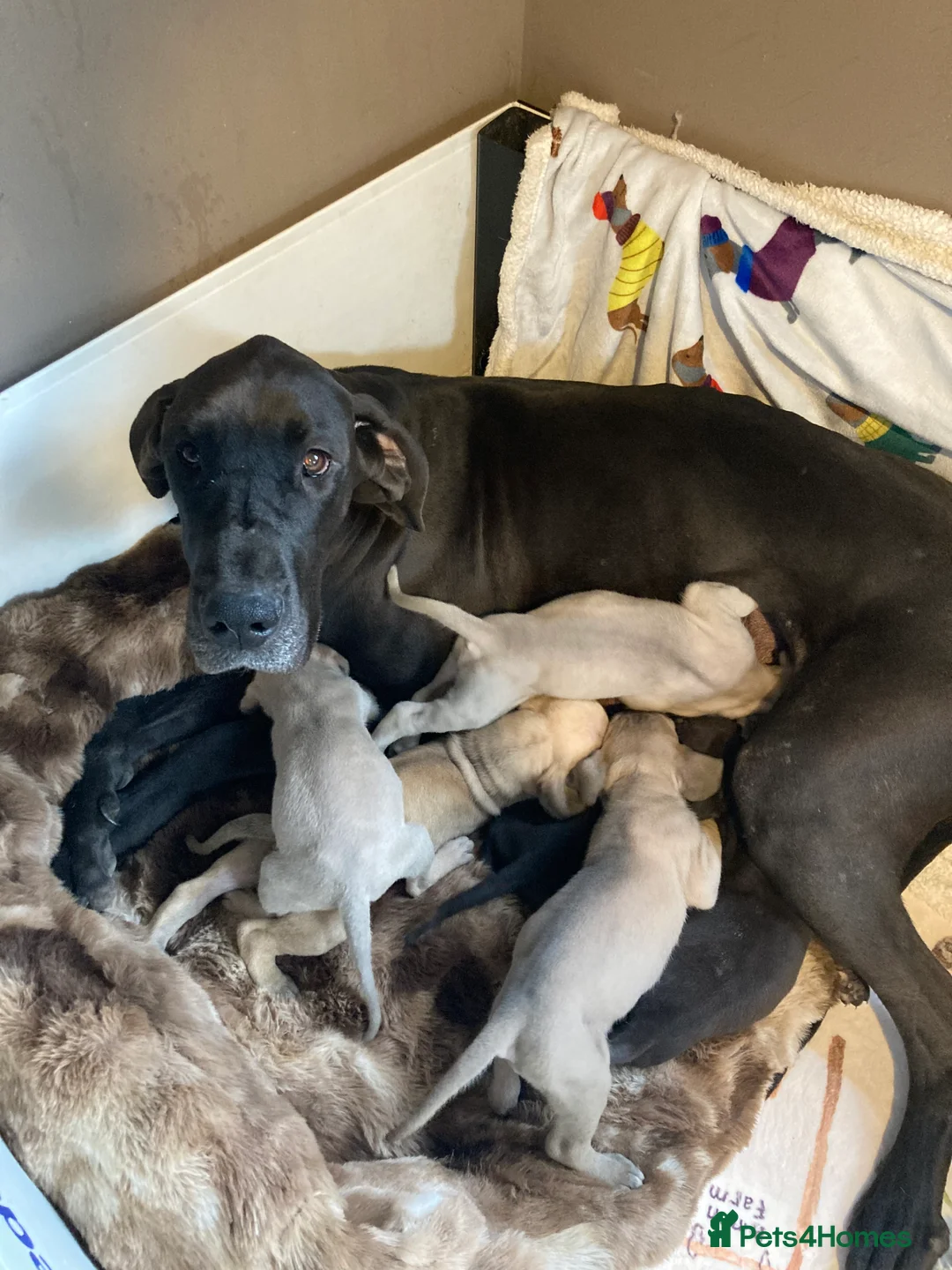 Great Dane dogs for sale: Great Dane puppies - Advert 1