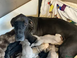 Great Dane dogs Great Dane puppies - Advert 8