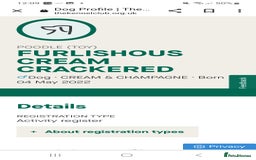 Toy Poodle dogs for stud: Proven, pra clear, kc reg Merle toy poodle  in Manchester - Image 7