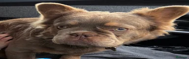 French Bulldog 1