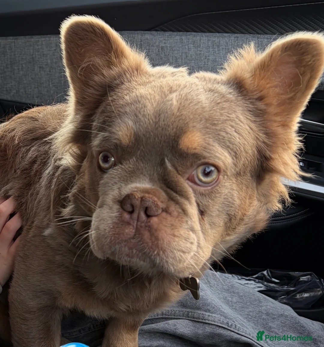 French Bulldog dogs for sale: Fluffy French Bulldog - Advert 2