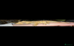 Gecko reptiles for sale: 2 female crested geckos and full setup - Image 2