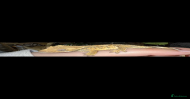 Gecko reptiles - Advert 6