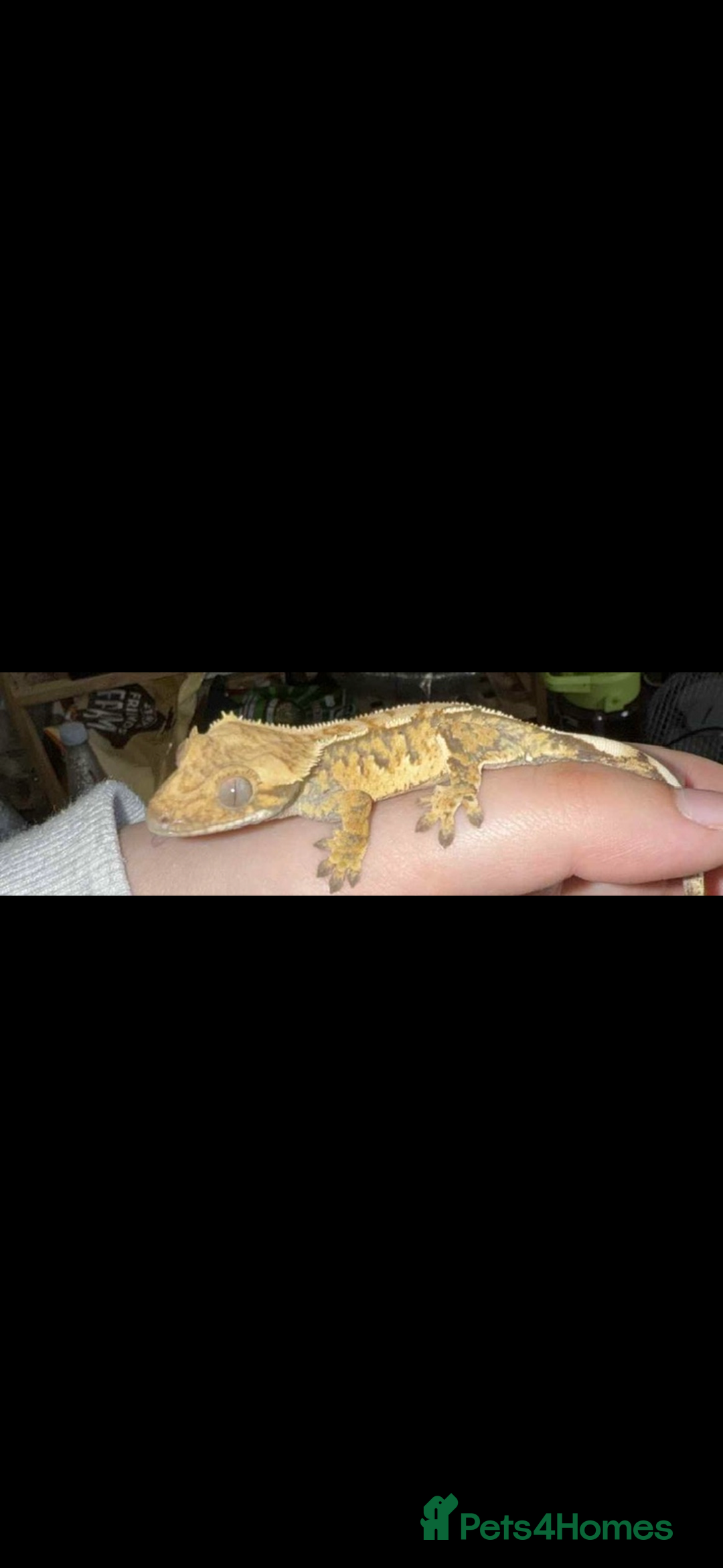 Gecko reptiles for sale: 2 female crested geckos and full setup - Image 2