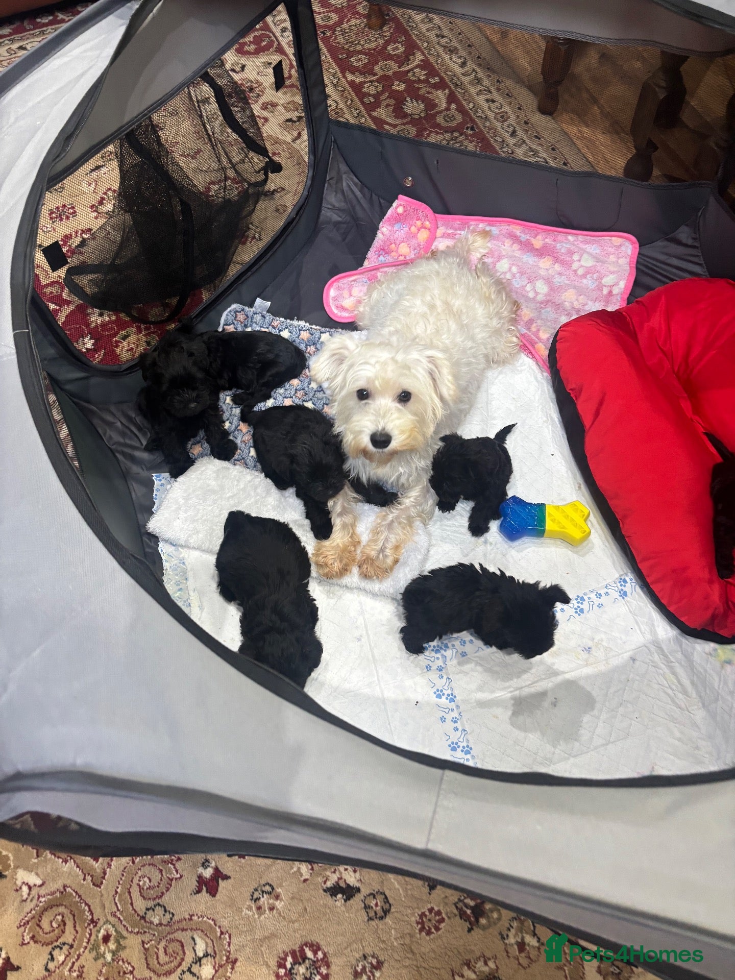 Miniature Schnauzer dogs Beautiful KC Miniature Schnauzers Black - Advert 2