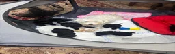 Miniature Schnauzer dogs for sale: Beautiful KC Miniature Schnauzers Black - Advert 2