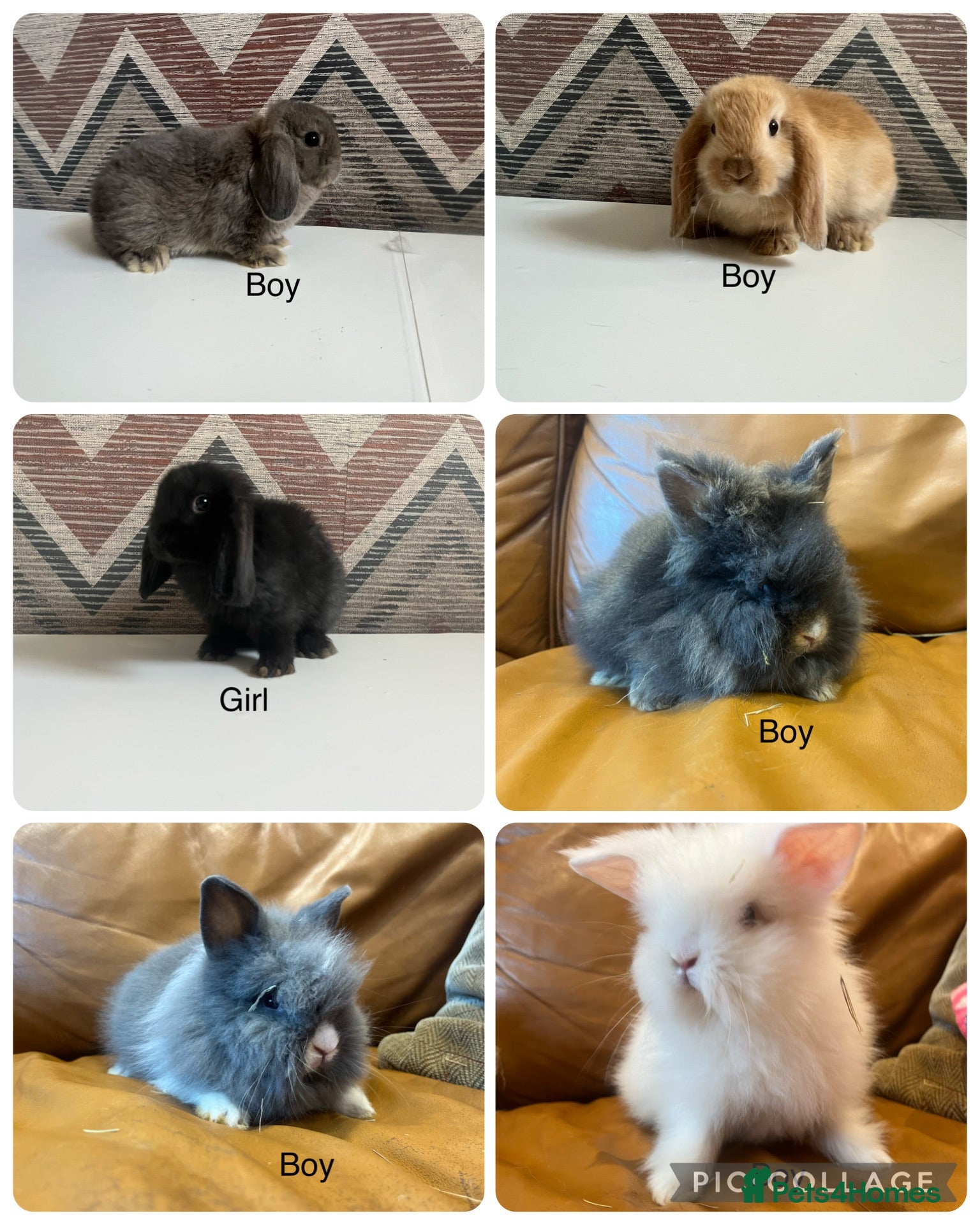 Lionhead rabbits mini double maned lionheads and mini lops  - Advert 1