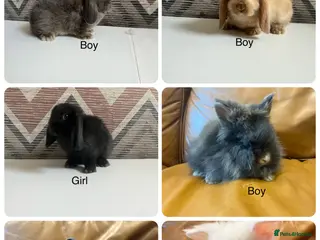 Lionhead rabbits mini double maned lionheads and mini lops - Advert 2