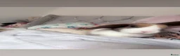 Mixed Breed rabbits for sale: rabbit for sale  in Bristol - Advert 3