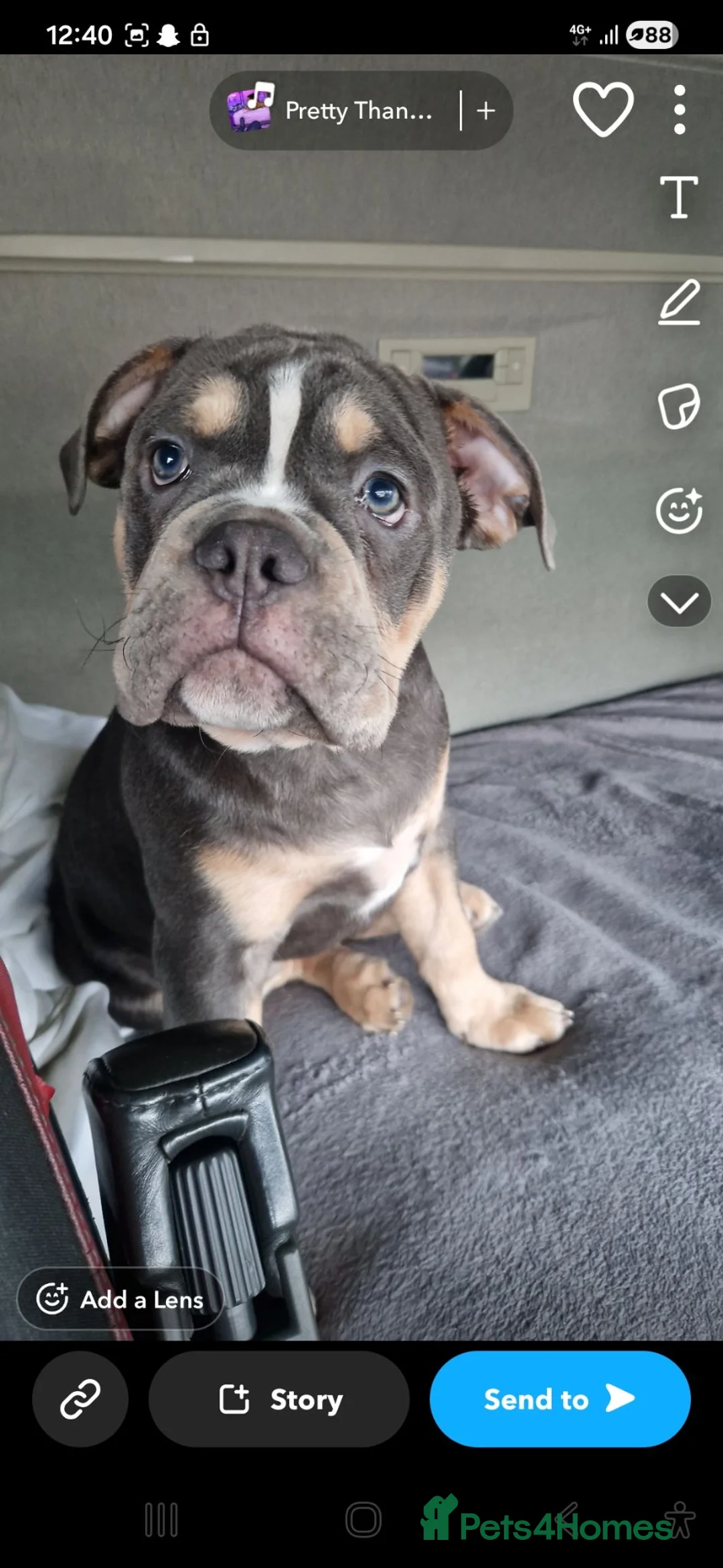 Olde English Bulldogge dogs for sale: Lenny in Doncaster - Advert 1