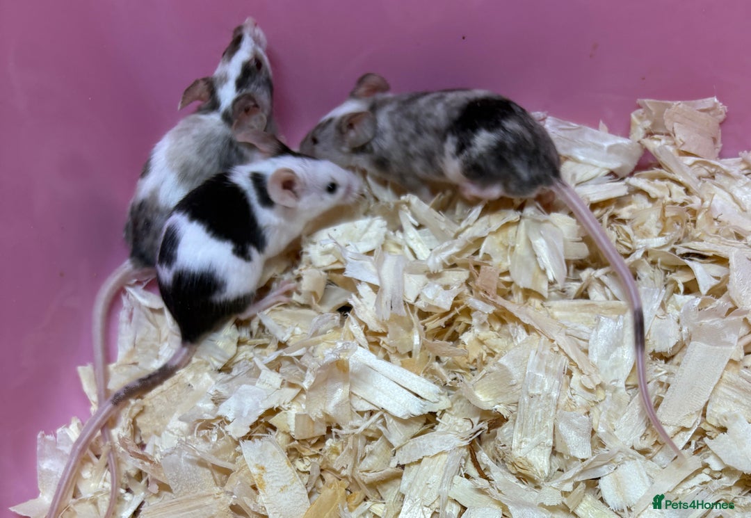 Mouse rodents for sale: Female baby mice ready now  - Image 16