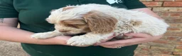 Cockapoo dogs for sale: Gorgeous PRA clear F1 Cockapoo puppies READY NOW - Advert 6