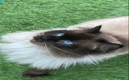 Ragdoll cats for stud: Active gccf stud chocolate carrier seal point  in Grantham - Image 21