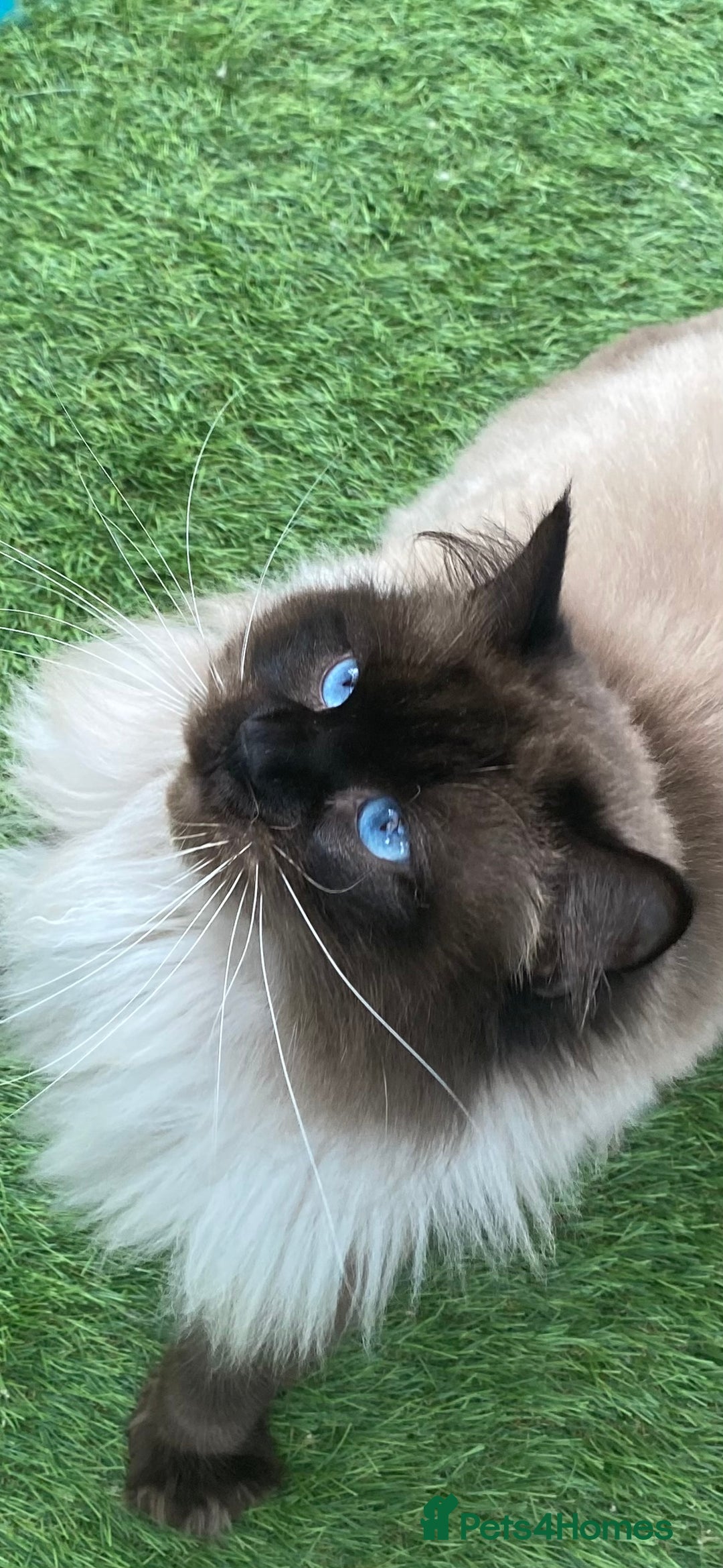 Ragdoll cats for stud: Active gccf stud chocolate carrier seal point  in Grantham - Image 21