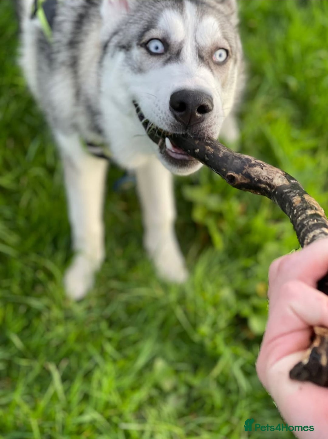 Mixed Breed dogs for sale: Pocket Bully & Siberian Husky Excellent Puppies - Advert 3