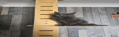 Maine Coon Kitten 4
