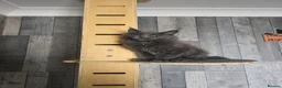 Maine Coon cats for sale: PURE MAINE COON - Advert 20