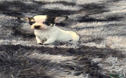 Chihuahua dogs for sale: Chihuahua puppy’s  - Image 29