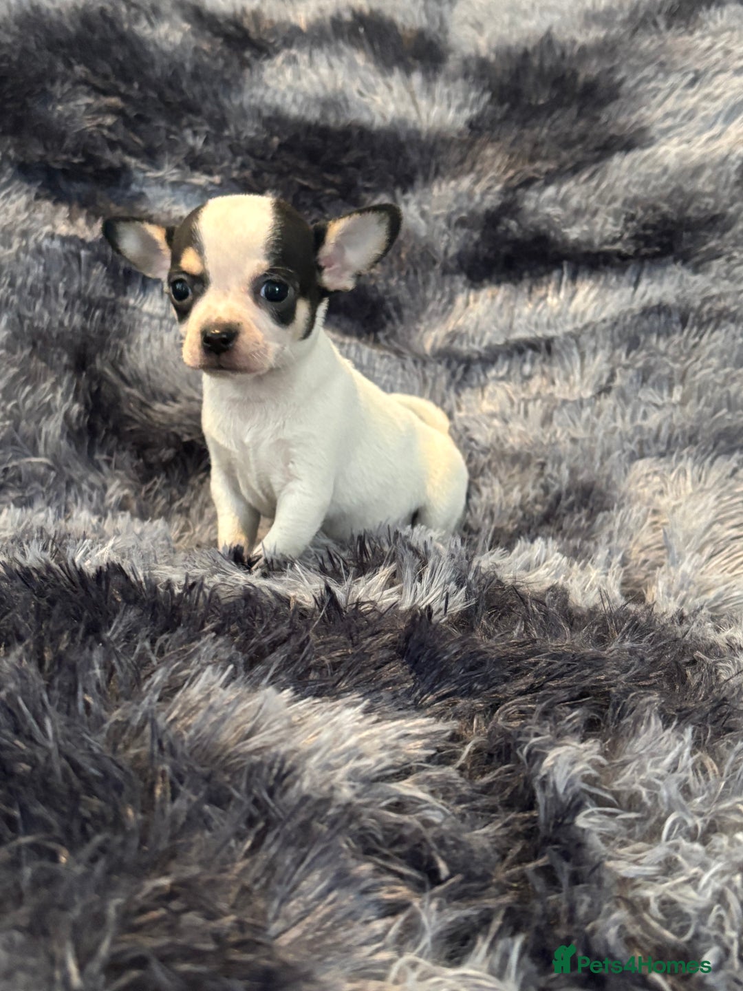 Chihuahua dogs for sale: Chihuahua puppy’s  - Image 29